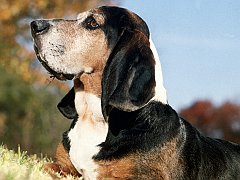 Mollie, Bassett Hound
